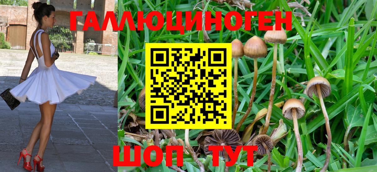 Галлюциногенные грибы Cubensis Белорецк